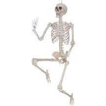 60in Posable Skeleton
