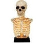Skeleton 16"