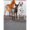 Avanti 3 Dogs Looking At Table Birthday Greeting Card
