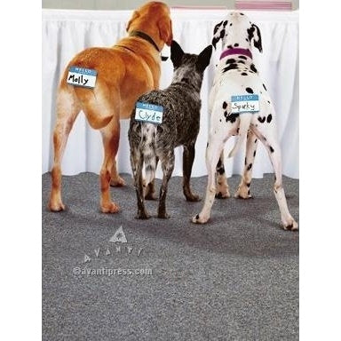 Avanti 3 Dogs Looking At Table Birthday Greeting Card