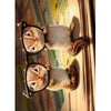 Avanti Chipmunks With Thick Glasses Birthday Greeting Card