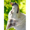 Avanti Dog/Butterfly Nose Thank You Greeting Card