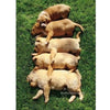 Avanti Dogs In A Row Family Birthday Greeting Card